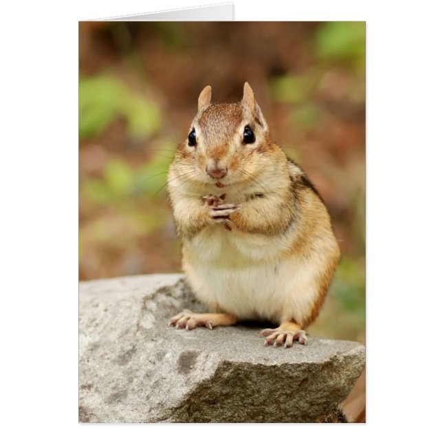 Funny Face Chipmunk (Voorkant)