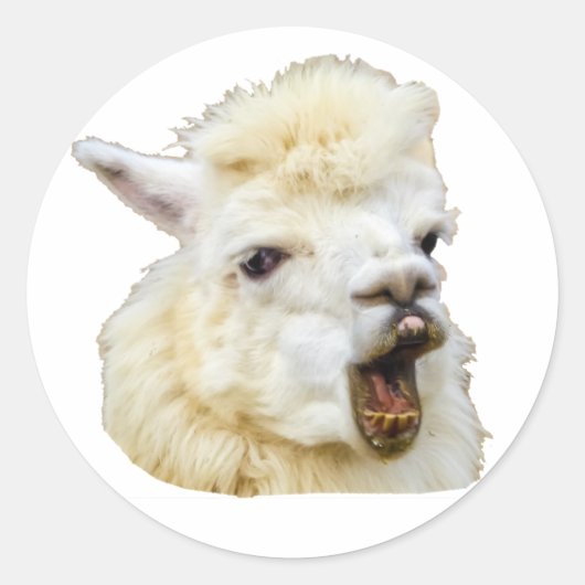 Funny face lachendes Alpaka Crazy Lama Zähne Ronde Sticker (Voorkant)