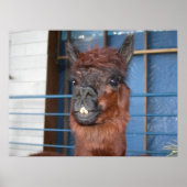 Funny Face Llama Poster (Voorkant)