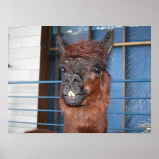 Funny Face Llama Poster (Voorkant)
