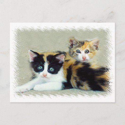 Funny Faced Kittens Briefkaart (Voorkant)