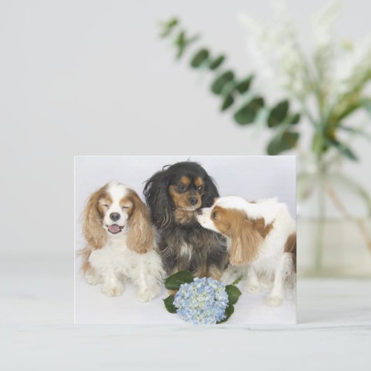 Funny Faces Cavalier King Charles Spaniels Briefkaart (Staand voorkant)