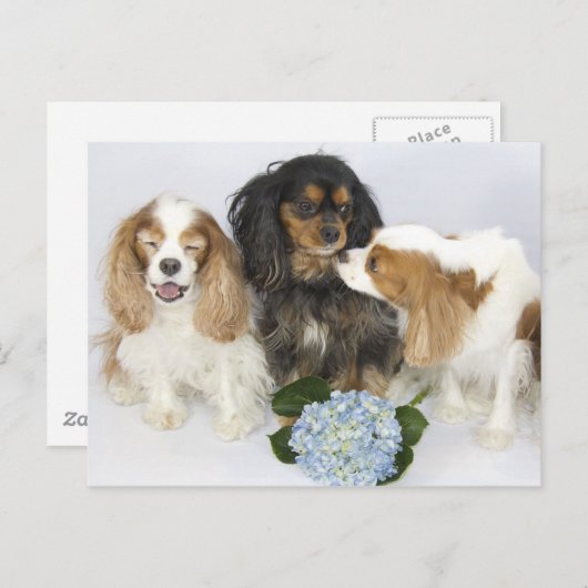 Funny Faces Cavalier King Charles Spaniels Briefkaart (Voorkant / Achterkant)