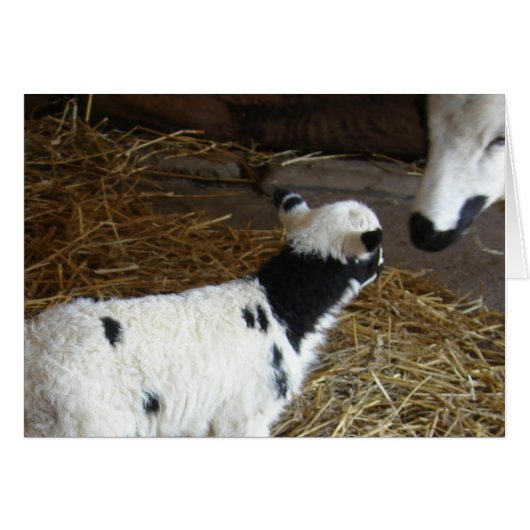 Funny Face's Lamb (Voorkant Horizontaal)