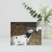 Funny Face's Lamb Briefkaart (Staand voorkant)