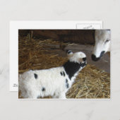 Funny Face's Lamb Briefkaart (Voorkant / Achterkant)