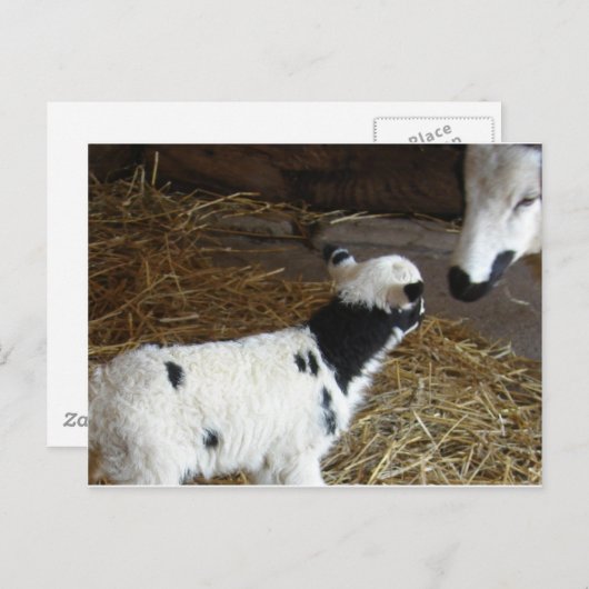 Funny Face's Lamb Briefkaart (Voorkant / Achterkant)