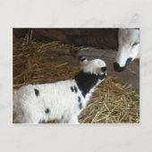 Funny Face's Lamb Briefkaart (Voorkant)