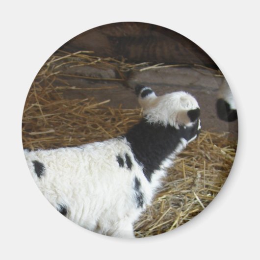 Funny Face's Lamb Magneet (Voorkant)