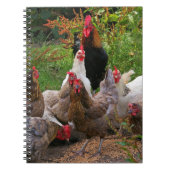 Funny Farmyard Chickens Hens & Rooster Notebook Notitieboek (Voorkant)
