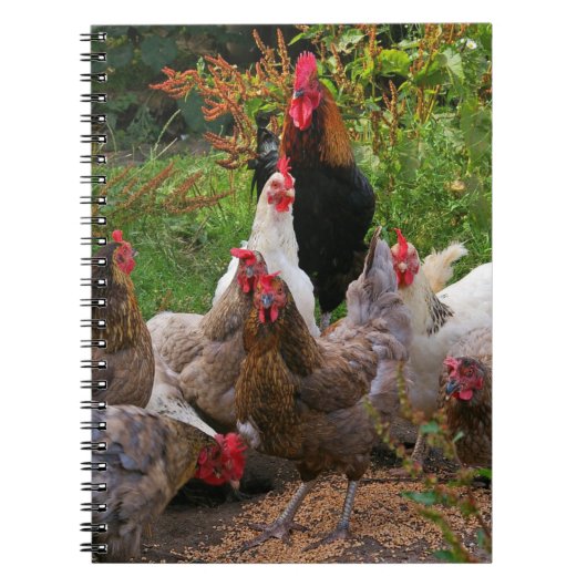 Funny Farmyard Chickens Hens & Rooster Notebook Notitieboek (Voorkant)