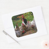 Funny Farmyard Chickens & Rooster Glossy Stickers (Envelop)