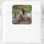 Funny Farmyard Chickens & Rooster Glossy Stickers (Tas)
