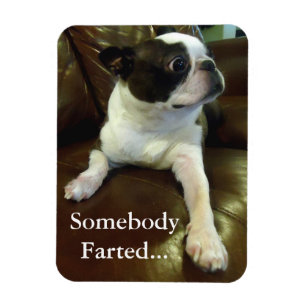 Funny Farting Boston Terrier Magnet Magneet