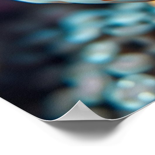 Funny Fish and Coral Close Poster (Hoek)