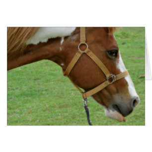 Funny Flashy Horse