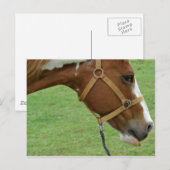Funny Flashy Horse Briefkaart (Voorkant / Achterkant)