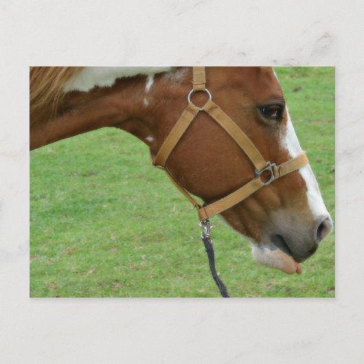 Funny Flashy Horse Briefkaart (Voorkant)
