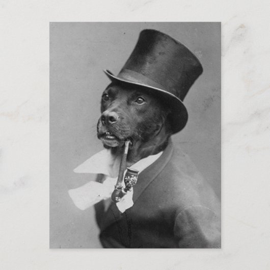 Funny  Foto van Dog in Top Hat Briefkaart (Voorkant)