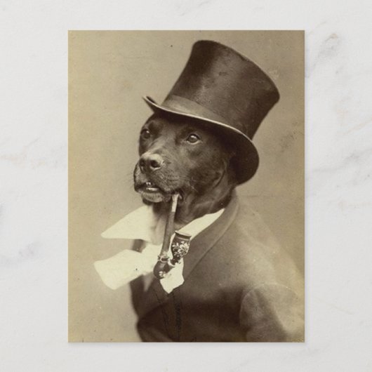Funny  Foto van Dog in Top Hat Briefkaart (Voorkant)