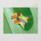 Funny Frog Briefkaart (Voorkant)