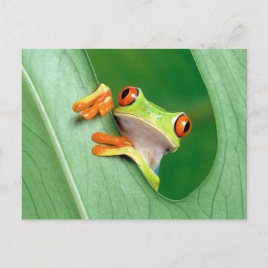 Funny Frog Briefkaart (Voorkant)