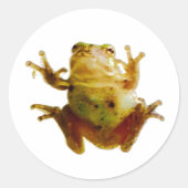 Funny Frog Froggie Toad 4Fred Ronde Sticker (Voorkant)