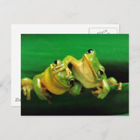Funny Frogs Briefkaart (Voorkant / Achterkant)