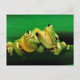 Funny Frogs Briefkaart