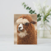 Funny Fuzzy Llama Briefkaart (Staand voorkant)