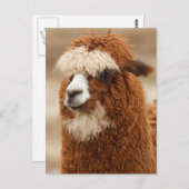 Funny Fuzzy Llama Briefkaart (Voorkant / Achterkant)