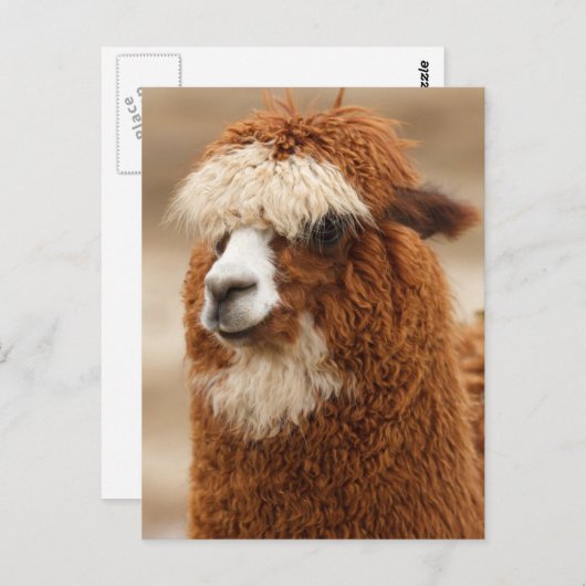 Funny Fuzzy Llama Briefkaart (Voorkant / Achterkant)