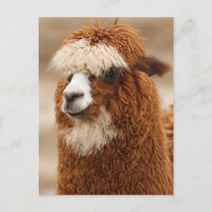 Funny Fuzzy Llama Briefkaart