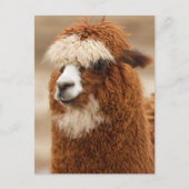 Funny Fuzzy Llama Briefkaart (Voorkant)
