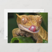 Funny GECKO die zijn lips-BRIEFKAART laat lopen Briefkaart (Voorkant / Achterkant)