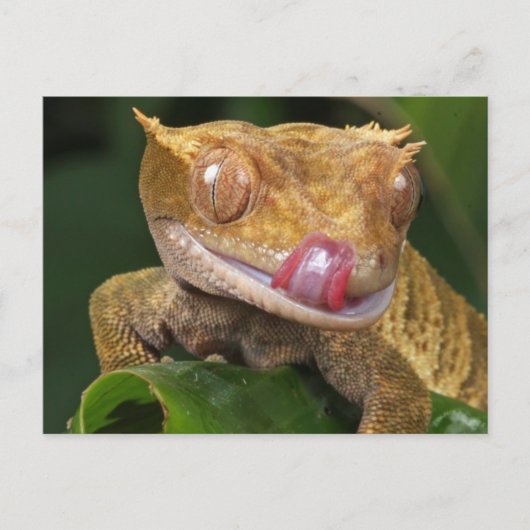 Funny GECKO die zijn lips-BRIEFKAART laat lopen Briefkaart (Voorkant)