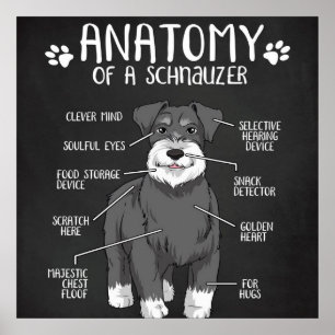 Funny Gift Anatomy of a Schnauzer Poster