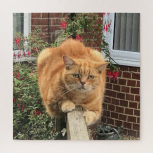 Funny Ginger Cat on Fence Legpuzzel