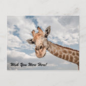 Funny Giraffe Briefkaart (Voorkant)