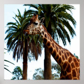 Funny Giraffe die een frambozen geeft, Poster (Voorkant)