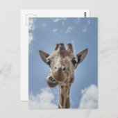 Funny Giraffe Face Close-up Fotografie Briefkaart (Voorkant / Achterkant)