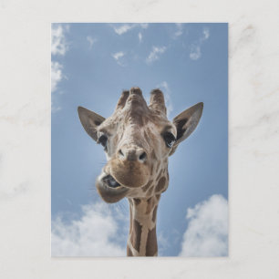 Funny Giraffe Face Close-up Fotografie Briefkaart