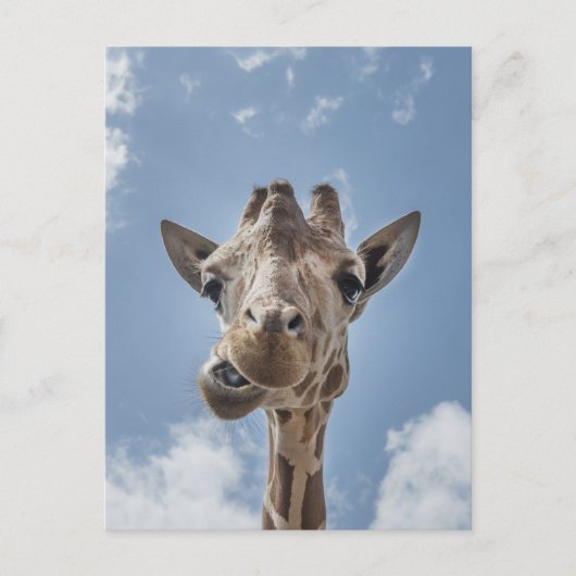 Funny Giraffe Face Close-up Fotografie Briefkaart (Voorkant)