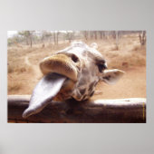 FUNNY GIRAFFE POSTERS - BUITEN AFRIKA - PRINTS (Voorkant)