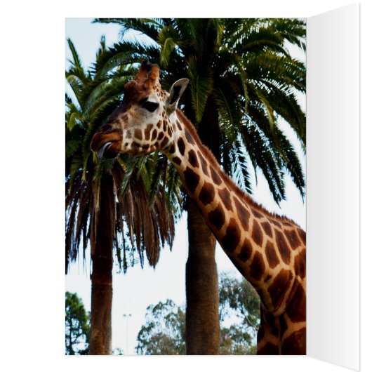 Funny Giraffe Raspberry, Birthday Kaart (Binnen (Links))