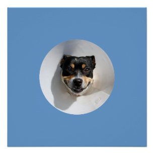 Funny glimlachen poster