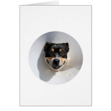 Funny glimlachte hond