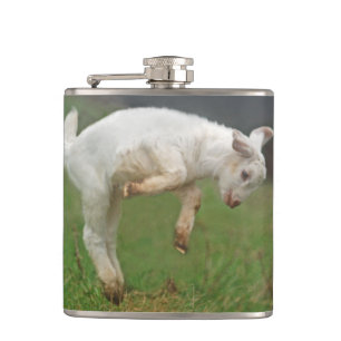 Funny Goat Baby White Goat Jumping in Pasture Heupfles