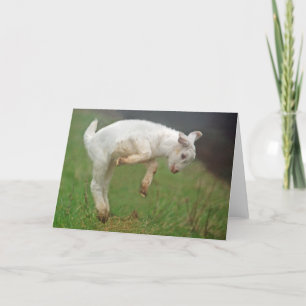 Funny Goat Baby White Goat Jumping in Pasture Kaart