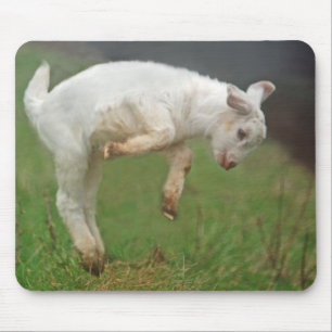 Funny Goat Baby White Goat Jumping in Pasture Muismat